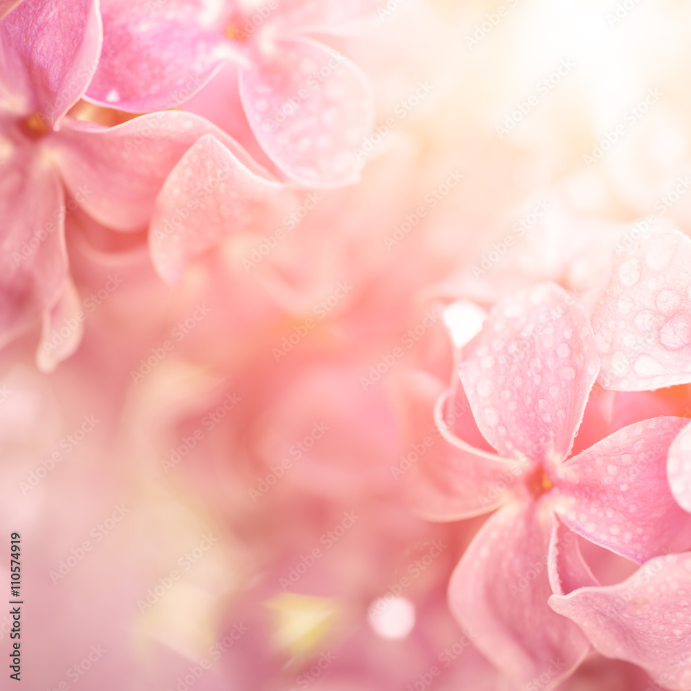 Macro image of spring soft violet  lilac flowers with water drops, natural seasonal sunny floral background. Can be used as holiday card with copy space.