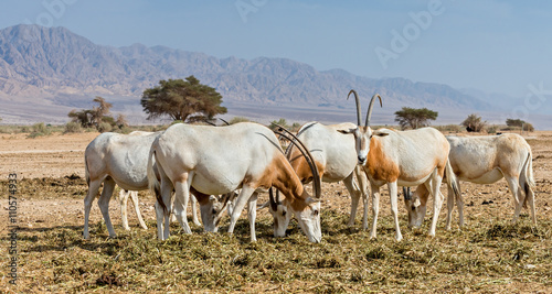 Fototapeta Naklejka Na Ścianę i Meble -  herd of antelopes, the Arabian oryx (Oryx leucoryx), in desert nature reserve, 35 km north of Eilat, Israel