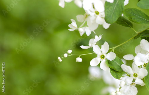 Spring beautiful blooming exochorda racemosa. White spring flowers on a bokeh background of green leaves.