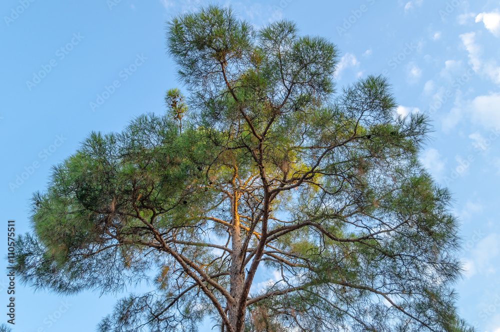 Fototapeta premium Krona South high tree rests against a blue sky
