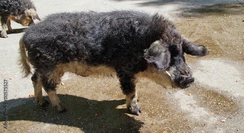 Wollschwein