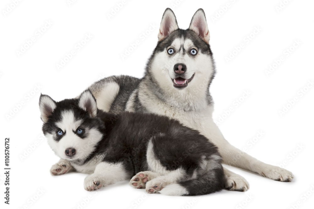 Purebred Siberian Husky dog with puppy
