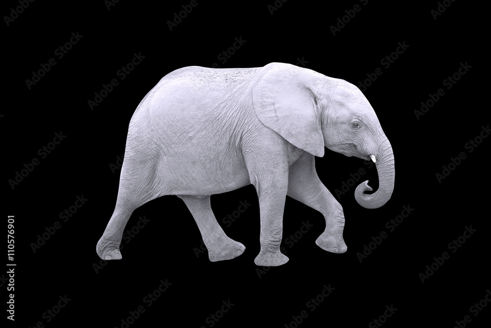Obraz premium White Elephant Isolated on Black Background