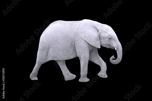 White Elephant Isolated on Black Background