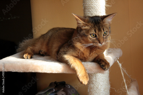 Bild auf Leinwand somali cat