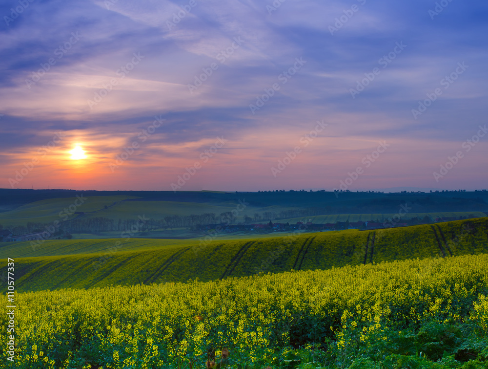 Rapeseed yellow field in spring at sunrise,  natural eco seasonal floral landscape background