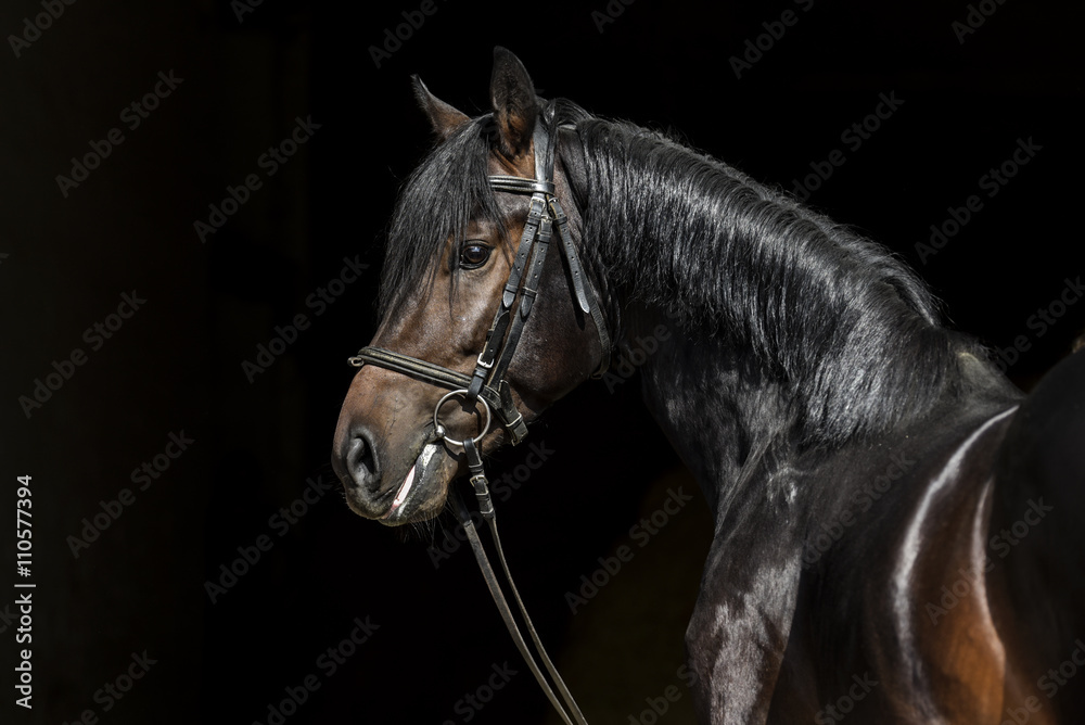 Obraz premium Warmblood stallion