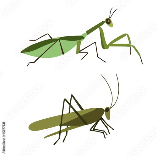 Vector Mantis and grasshopper isolated on white background. 