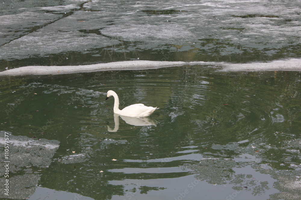Fototapeta premium Swans on pond in zoo 19552