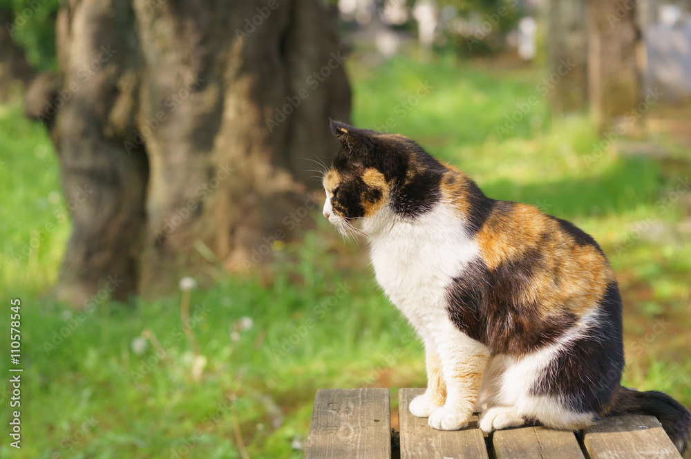猫 猫