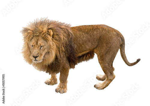 Fototapeta Naklejka Na Ścianę i Meble -  the Beautiful Lion