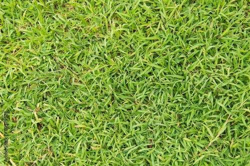green grass. natural background texture
