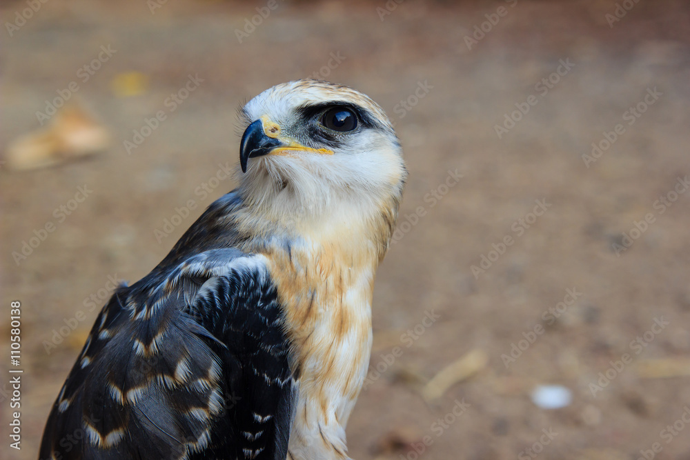 Naklejka premium young falcon