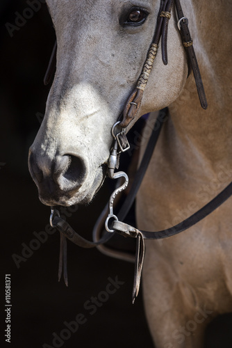 Quarter horse portrait