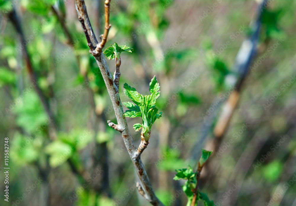young leaves of raspberry young leaves of raspberry