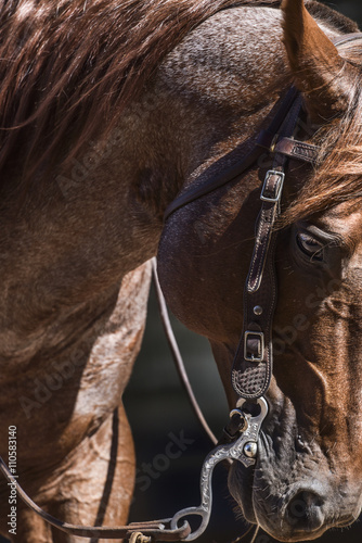 Fototapeta Naklejka Na Ścianę i Meble -  Red roan stallion 