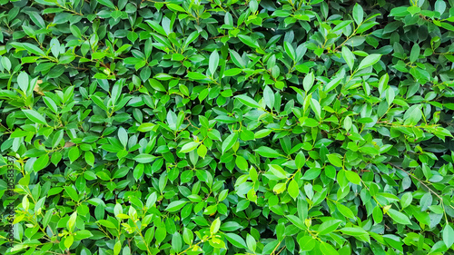 Wallpaper Mural texture green leaf pattern background Torontodigital.ca