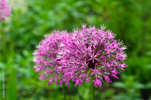 purple persian onion flower