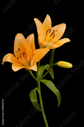 orange lilies on black background.