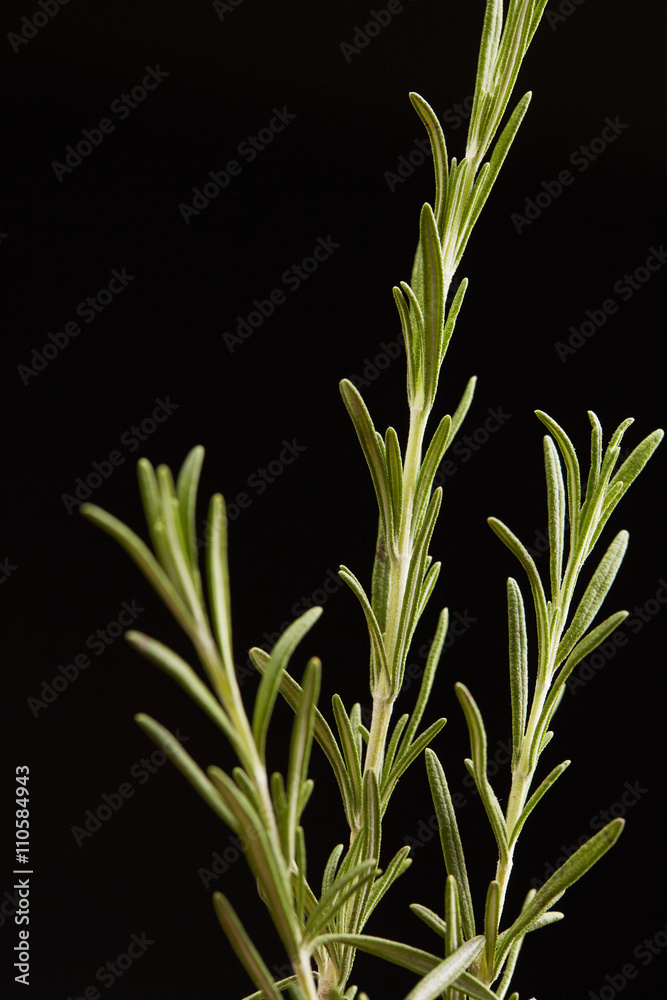 Obraz premium fresh greens