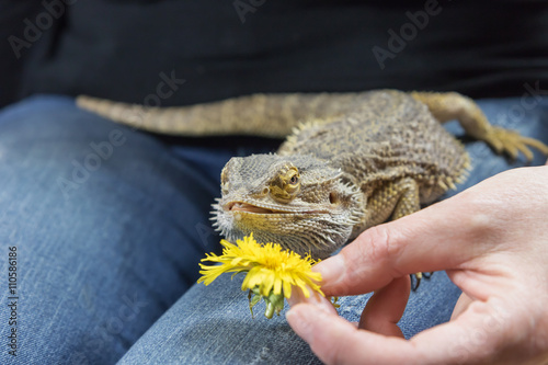 Woman is feeding by yellow dandelion flower the Agama lizard on her lap.