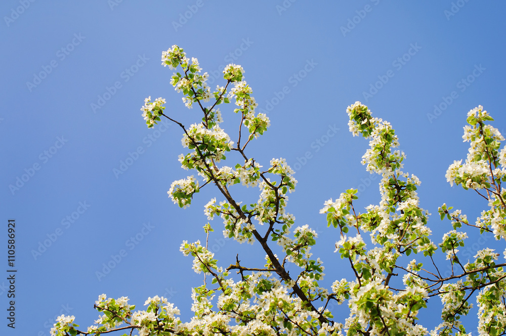 beautiful flowering apple trees.
