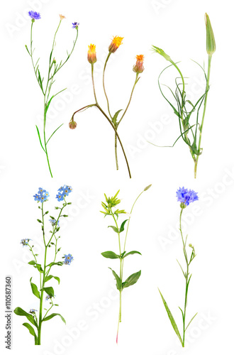 Collection of beautiful meadow flowers, isolated on white