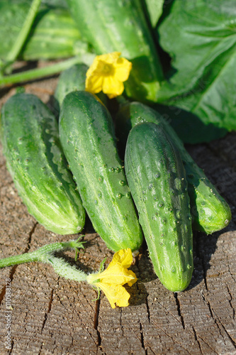 Cucumbers on wooden background