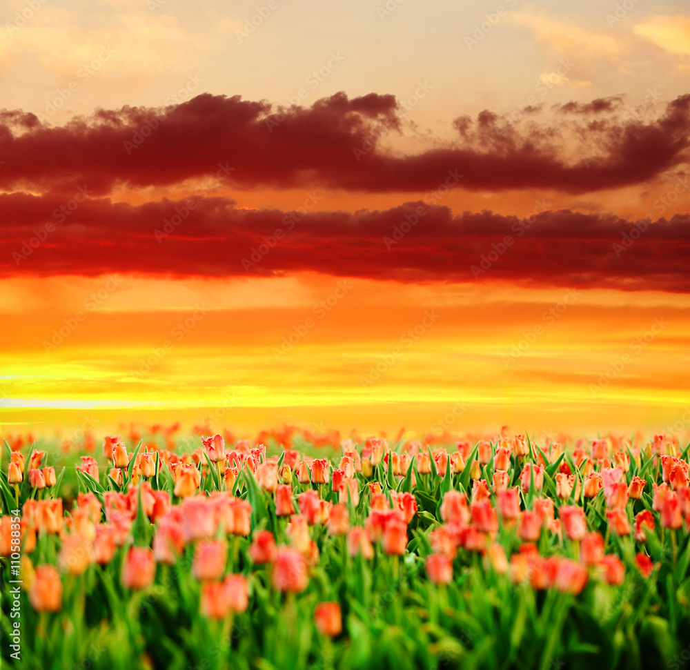Field of beautiful blooming tulips at sunset