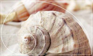 Illustration of golden ratio in nature. Fibonacci pattern