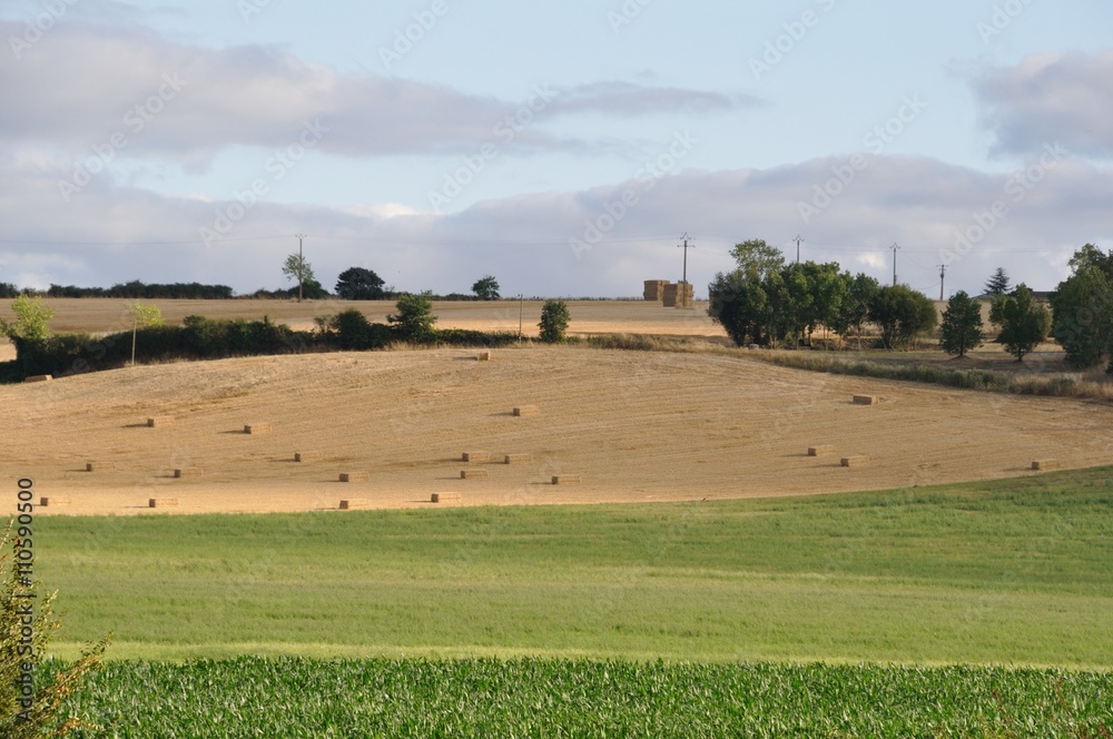Obraz premium Rural landscape in the Layon