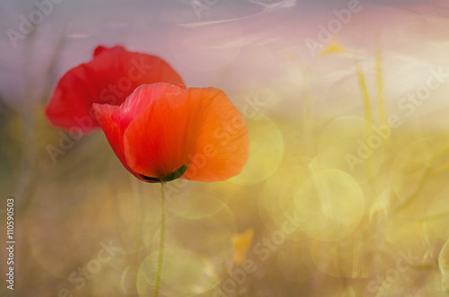 Fototapeta Naklejka Na Ścianę i Meble -   poppy