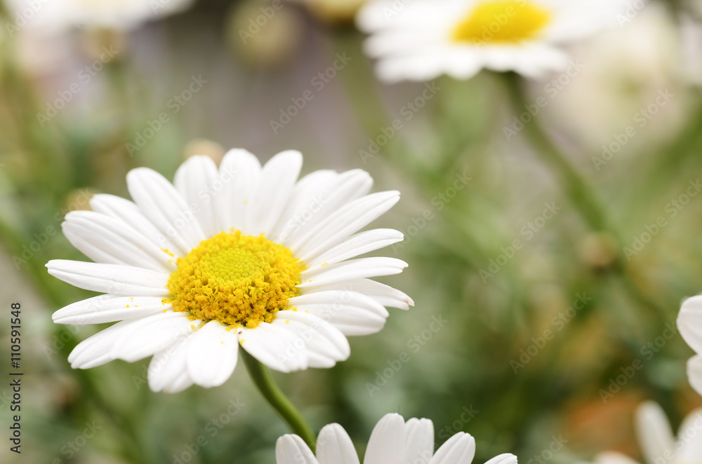 Fototapeta premium White daisy flowers for background