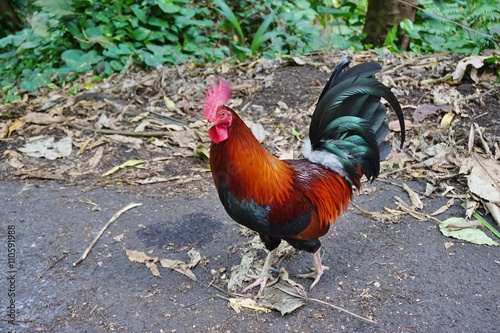 Colorful rooster crossing the road
