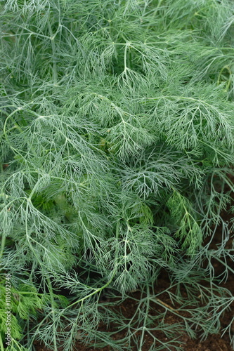 Growing dill plant