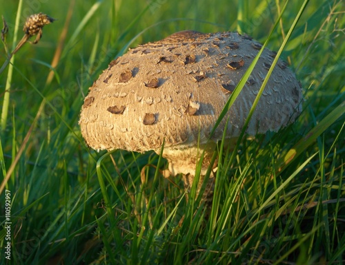 Parasol mushroom - Macrolepiota Procera photo