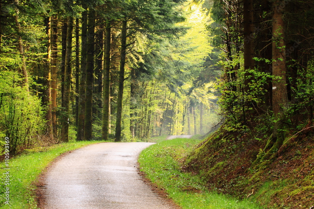 Fototapeta premium Route en forêt/ Route forestière de au printemps avec subtiles jeux de lumières au milieu des résineux