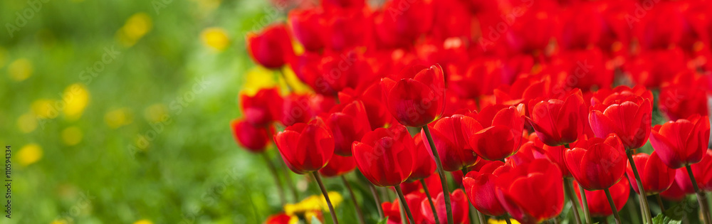 Red tulips and green grass with blur in perspective Red tulips and green grass with blur in perspective