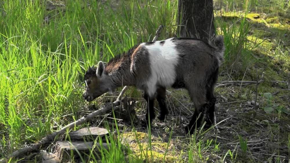 Young goat oat in forest while eating grass Young goat oat in forest while eating grass