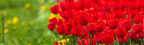 Red tulips and green grass with blur in perspective