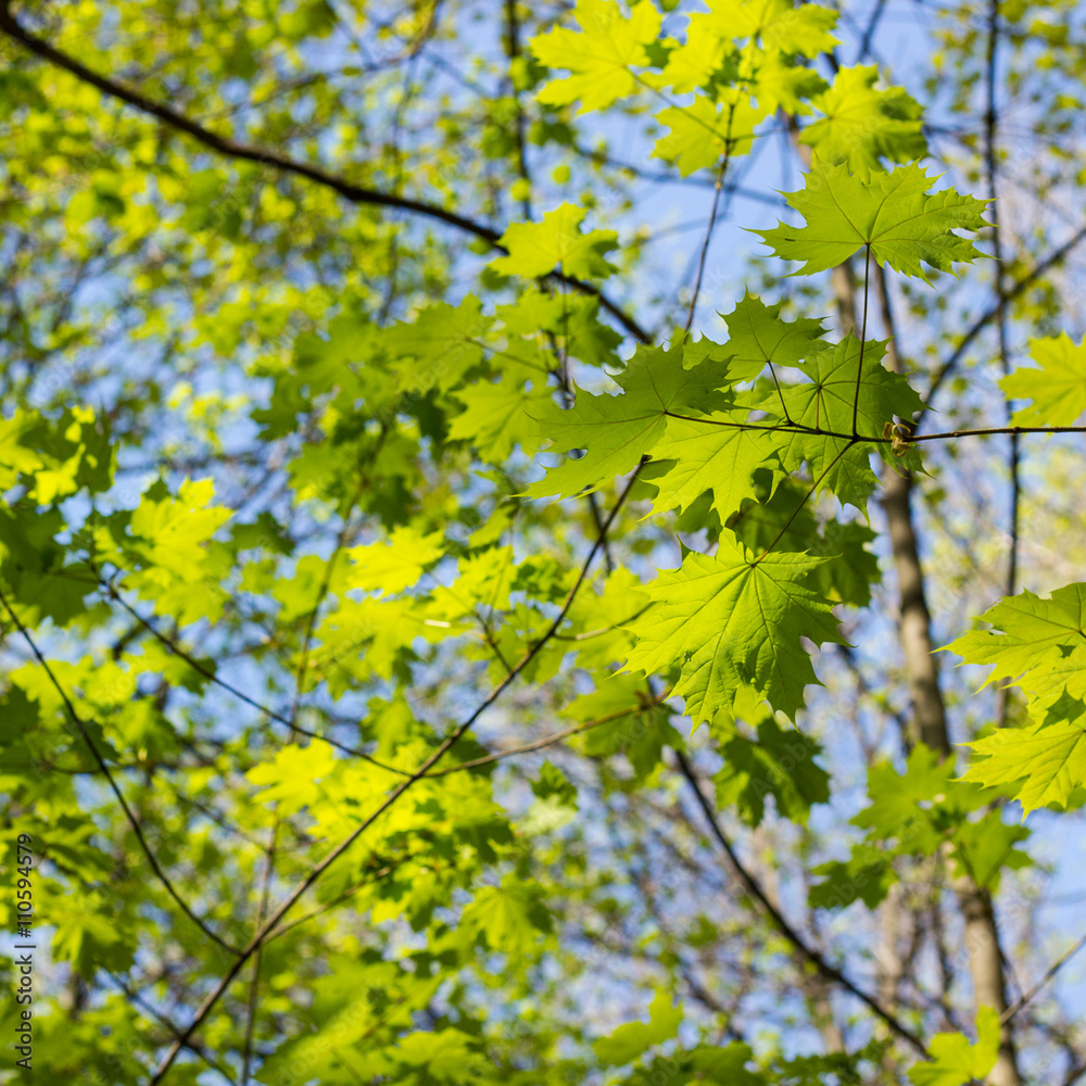Green maple leaves. Young foliage in spring. Green maple leaves. Young foliage in spring.