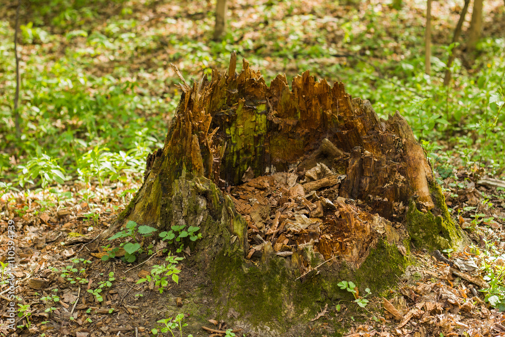 Big old rotten tree stump in spring Big old rotten tree stump in spring