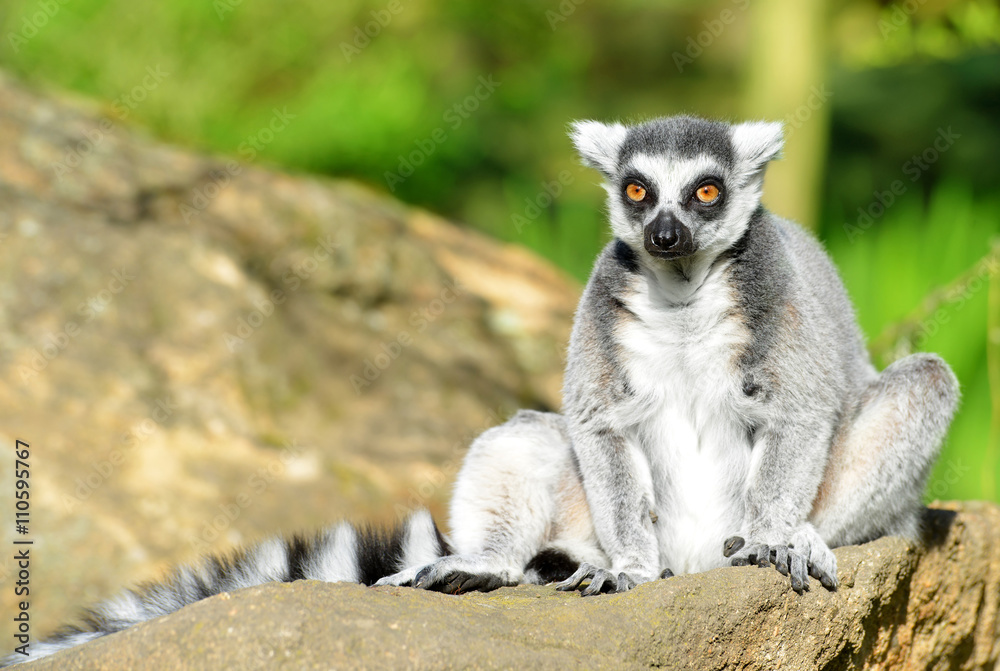 Obraz premium Portrait of a ring-tailed lemur (Lemur catta)