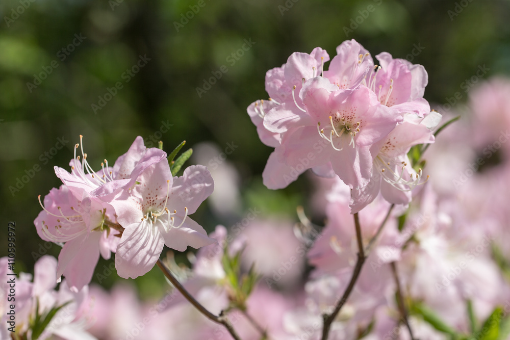 pink rhododendron in spring pink rhododendron in spring