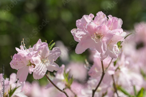 pink rhododendron in spring