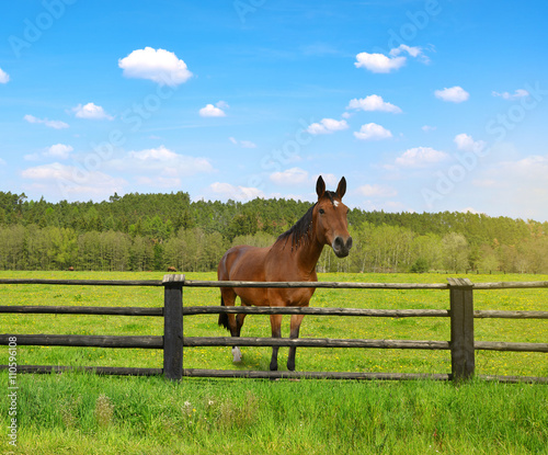 Horse in the meadow.