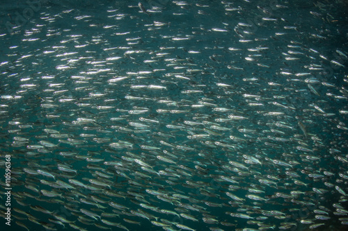 Silverside Fish Schooling in Tropical Pacific