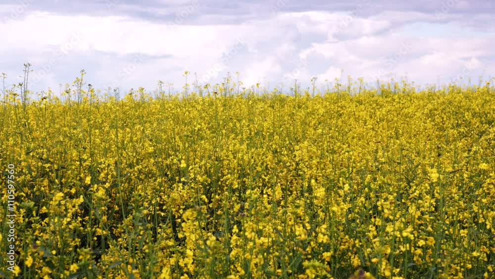 Blooming canola field and blue sky. Close up dolly shot. Blooming canola field and blue sky. Close up dolly shot.