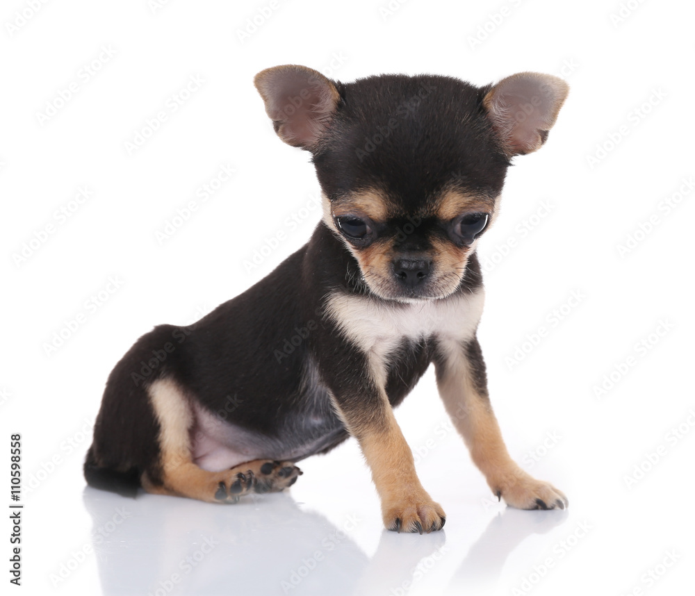 Small chihuahua puppy on the white background