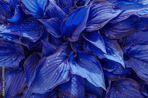 The background of the blue leaves with drops of rain. Mottled blue leaves